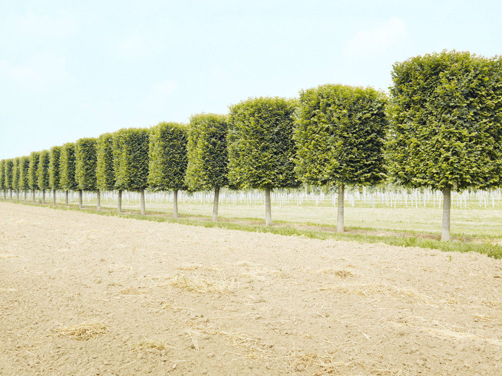 Rows of clipped trees, northern Germany