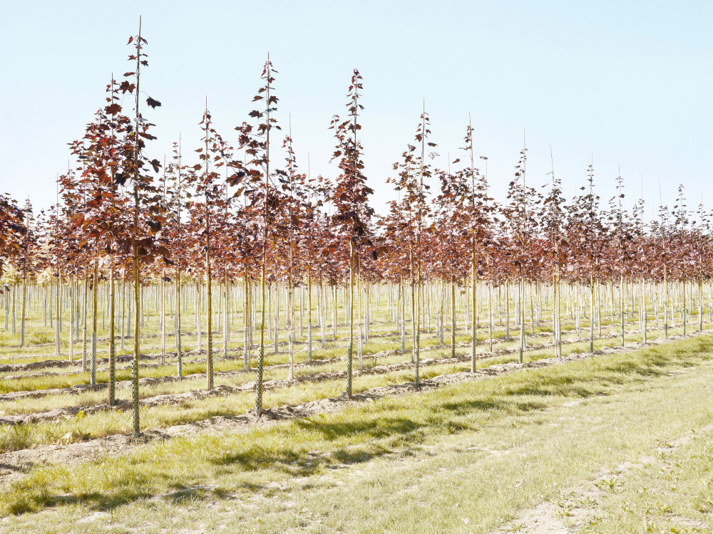 Young trees in a tree nursery, northern Germany