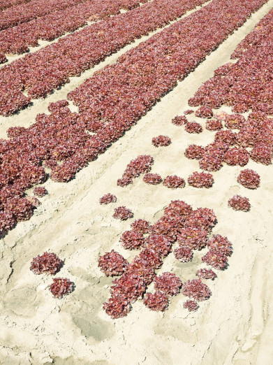 Lettuce cultivation in the Salinas Valley, California