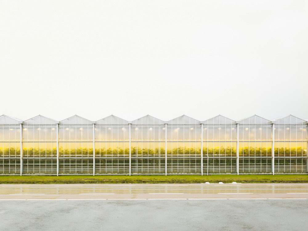 Greenhouse cultivation of tomatoes, the Netherlands