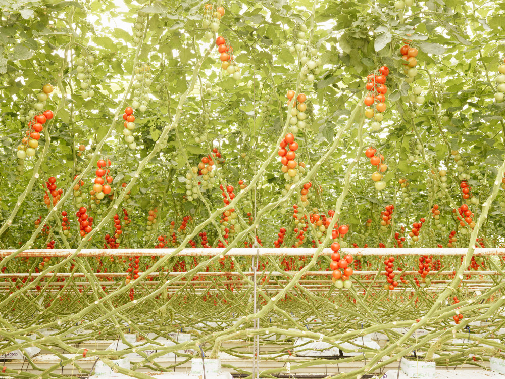 Tomato trusses in Middenmeer, the Netherlands
