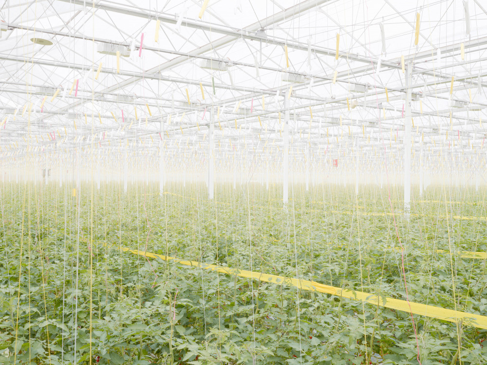 Tomato plantation in Middenmeer, the Netherlands