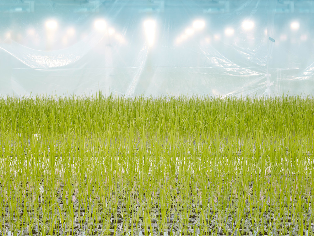 Anlage zur Entwicklung gentechnisch veränderter Reissorten, Belgien