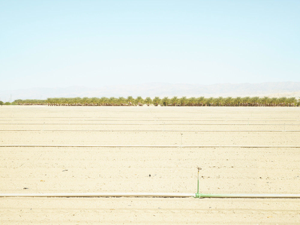 Dattelpalmenplantage nahe Palm Springs, USA