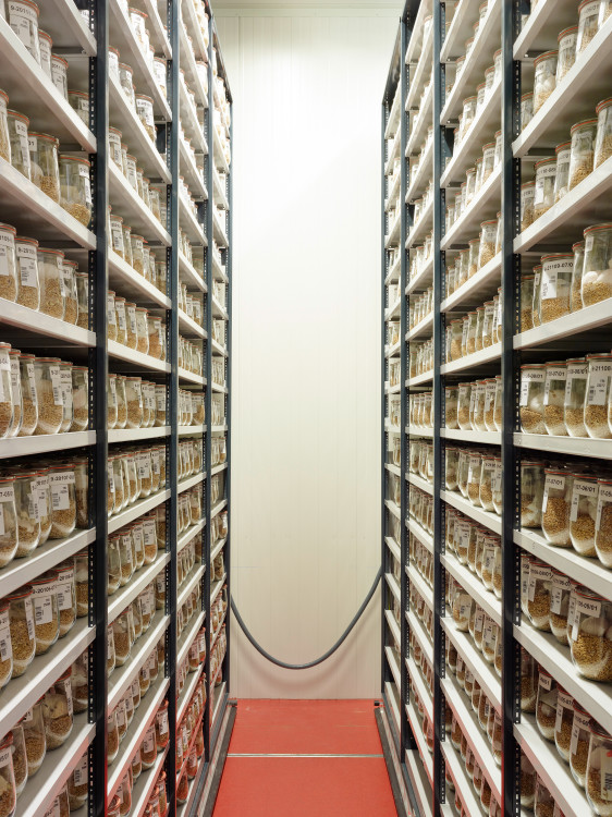 Kältekammer zur Archivierung von Saatgut, Deutsches Forschungsinstitut
